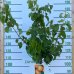 Marhuľa obyčajná (Prunus armeniaca) ´BERGERON´ - neskorá, výška 140-160 cm, obvod kmeňa: 4/6 cm, kont. C10L